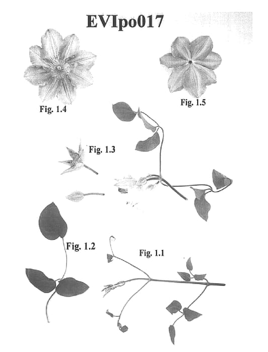Figure 1 of US plant patent PP15163, the photograph of EVIpo017 printed in the patent.