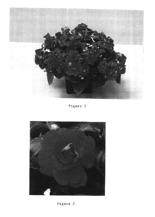 Figure 1 of US plant patent PP15164, the photograph of Balolerose printed in the patent.