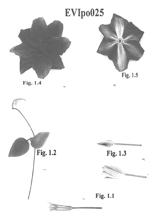 Figure 1 of US plant patent PP15165, the photograph of EVIpo025 printed in the patent.