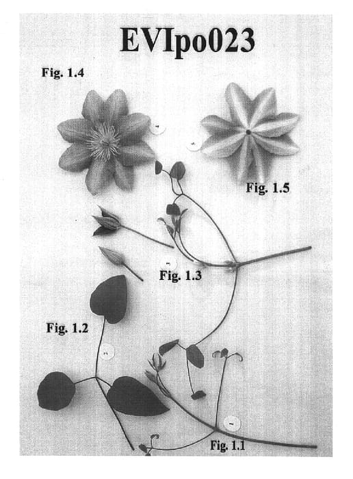 Figure 1 of US plant patent PP15166, the photograph of EVIpo023 printed in the patent.