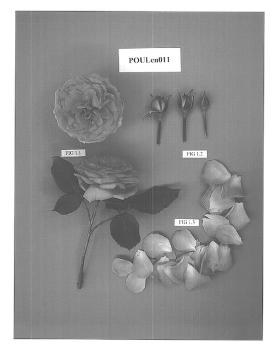 Figure 1 of US plant patent PP15167, the photograph of POULen011 printed in the patent.