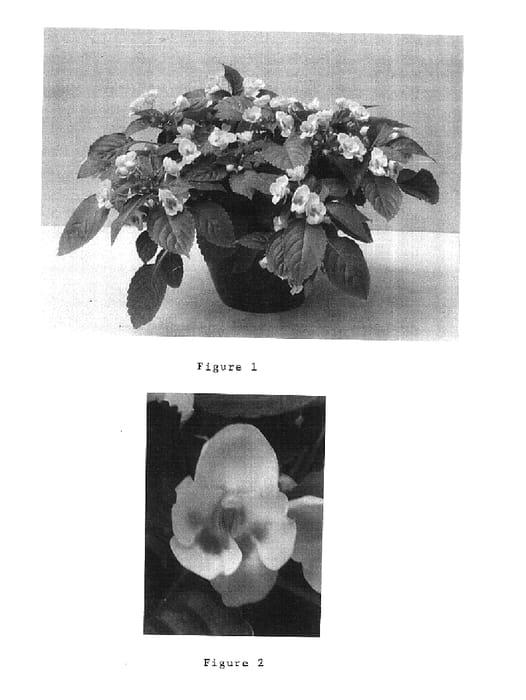 Figure 1 of US plant patent PP15168, the photograph of Balfusglo printed in the patent.