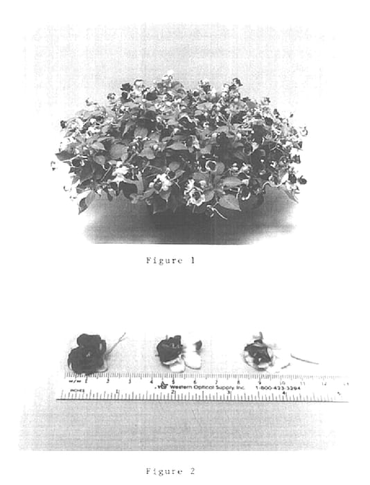 Figure 1 of US plant patent PP15169, the photograph of Balpixdobur printed in the patent.