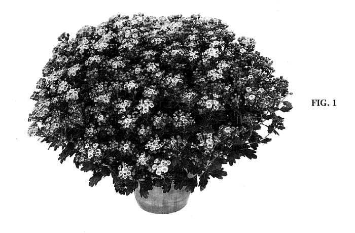 Figure 1 of US plant patent PP15170, the photograph of Chaseize printed in the patent.