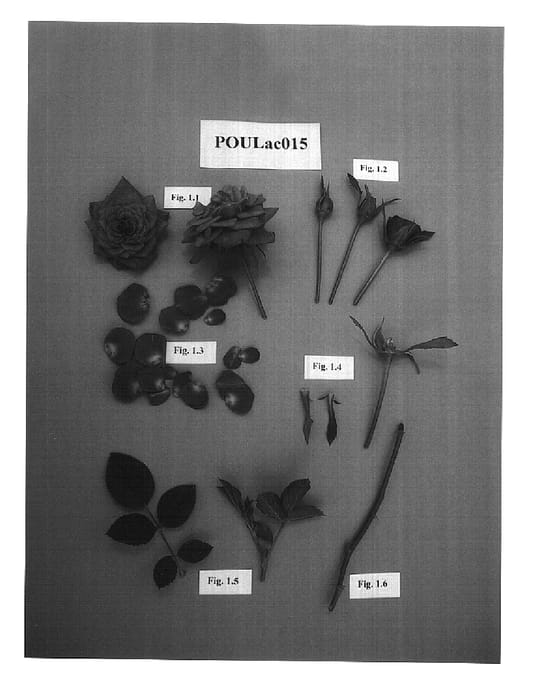 Figure 1 of US plant patent PP15171, the photograph of POULac015 printed in the patent.