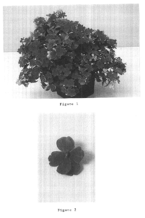 Figure 1 of US plant patent PP15172, the photograph of Balpixotse printed in the patent.