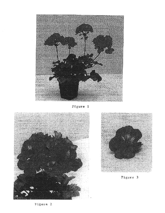 Figure 1 of US plant patent PP15173, the photograph of Balshobrili printed in the patent.