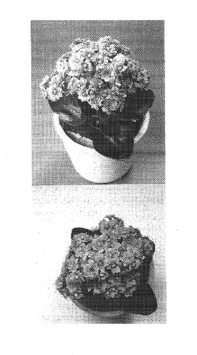 Figure 1 of US plant patent PP15174, the photograph of 2002-0529 printed in the patent.
