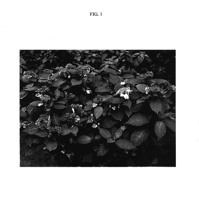 Figure 1 of US plant patent PP15175, the photograph of Lady in Red printed in the patent.