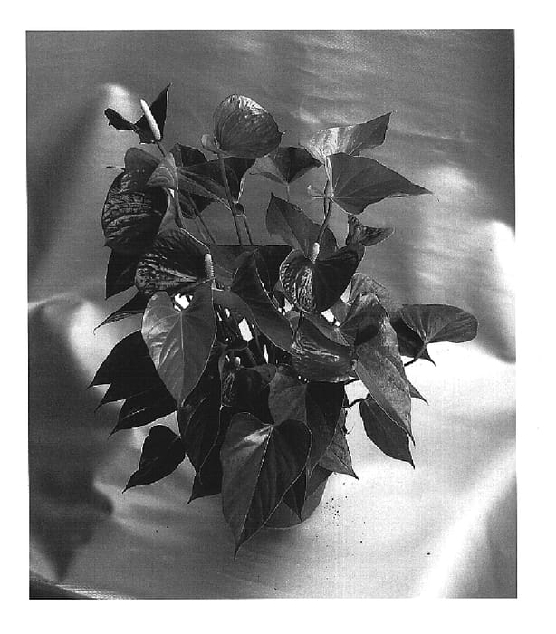 Figure 1 of US plant patent PP15176, the photograph of Exciting Love printed in the patent.