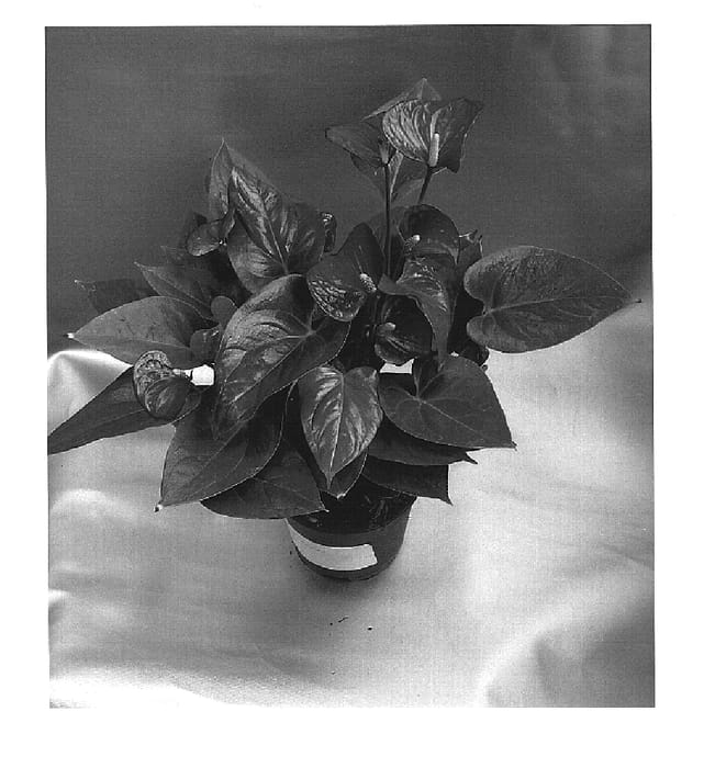 Figure 1 of US plant patent PP15177, the photograph of True Love printed in the patent.