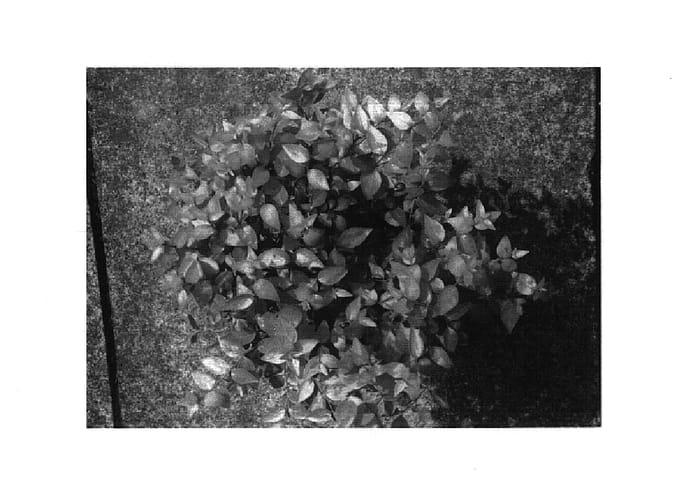 Figure 1 of US plant patent PP15178, the photograph of Saxon Gold printed in the patent.