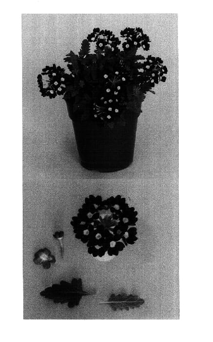 Figure 1 of US plant patent PP15179, the photograph of Bodcomburgeye printed in the patent.