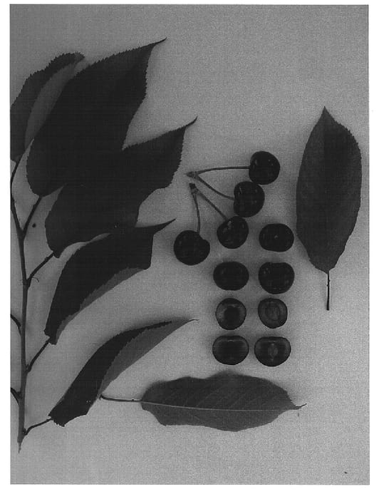 Figure 1 of US plant patent PP15180, the photograph of Glenare printed in the patent.