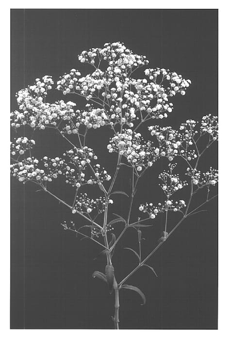 Figure 1 of US plant patent PP15181, the photograph of Dangypday printed in the patent.