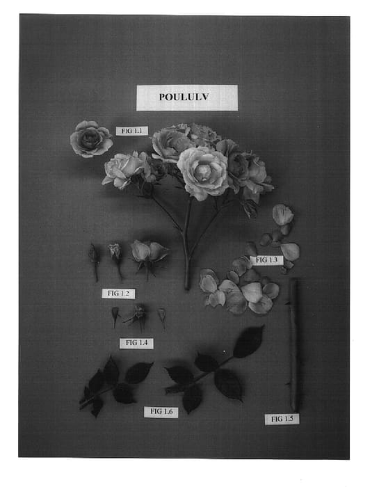 Figure 1 of US plant patent PP15183, the photograph of POULulv printed in the patent.