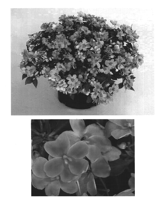 Figure 1 of US plant patent PP15184, the photograph of Bodlizorcbut printed in the patent.