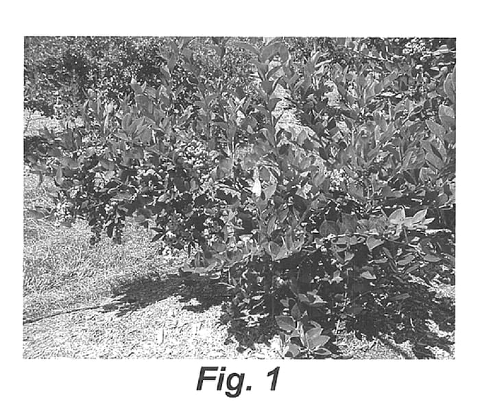 Figure 1 of US plant patent PP15185, the photograph of Aurora printed in the patent.
