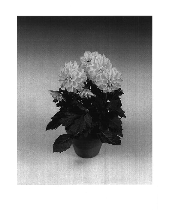 Figure 1 of US plant patent PP15186, the photograph of Montana printed in the patent.