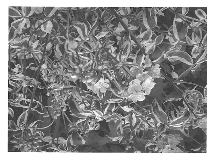 Figure 1 of US plant patent PP15187, the photograph of Stairway to Heaven printed in the patent.