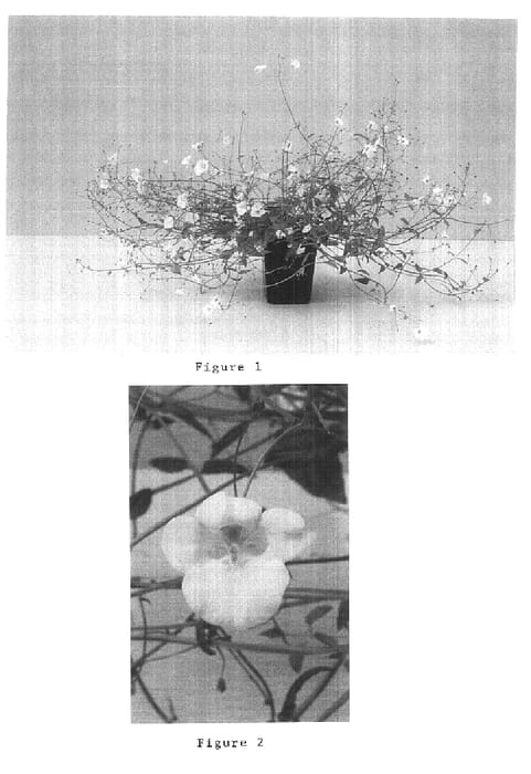 Figure 1 of US plant patent PP15188, the photograph of Balwhiswhit printed in the patent.