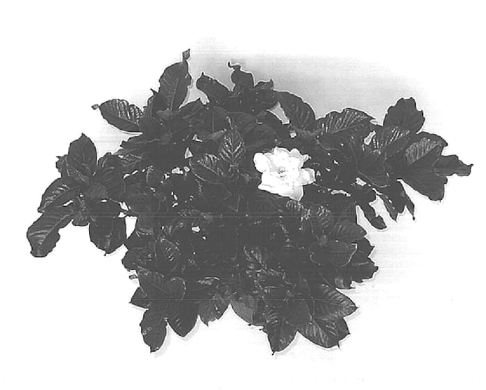 Figure 1 of US plant patent PP15189, the photograph of Kimberly printed in the patent.