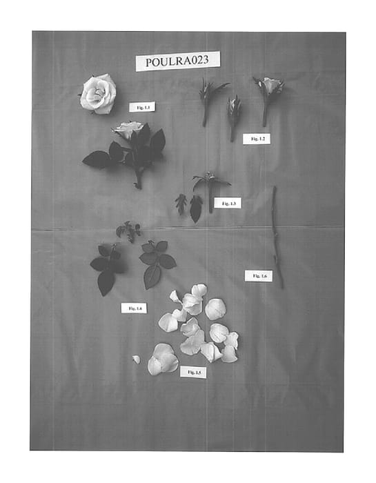 Figure 1 of US plant patent PP15191, the photograph of POULra023 printed in the patent.