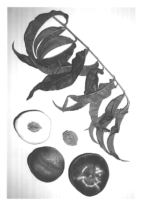 Figure 1 of US plant patent PP15192, the photograph of Burnectfourteen printed in the patent.