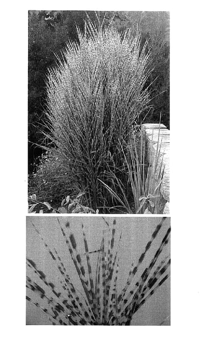 Figure 1 of US plant patent PP15193, the photograph of Gold Bar printed in the patent.