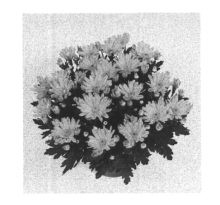 Figure 1 of US plant patent PP15194, the photograph of Mega Time Amber printed in the patent.