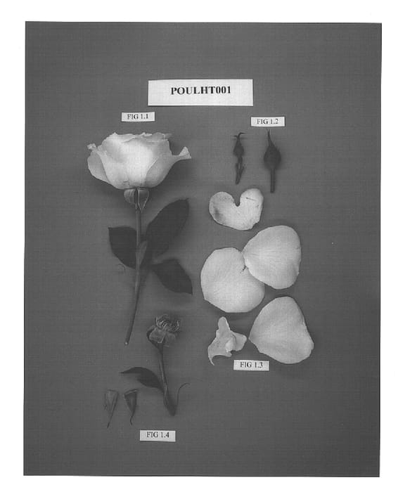 Figure 1 of US plant patent PP15195, the photograph of POULht001 printed in the patent.