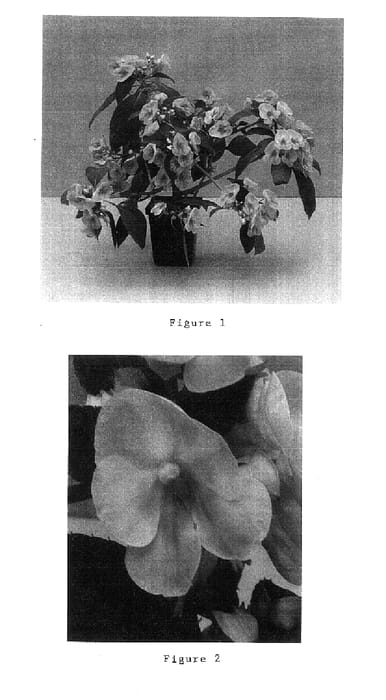 Figure 1 of US plant patent PP15196, the photograph of Balfusradn printed in the patent.