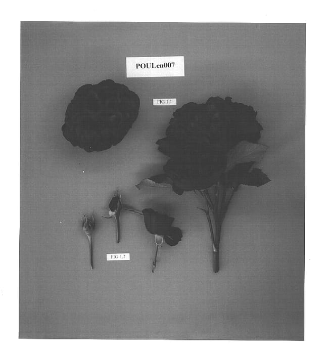 Figure 1 of US plant patent PP15197, the photograph of POULen007 printed in the patent.
