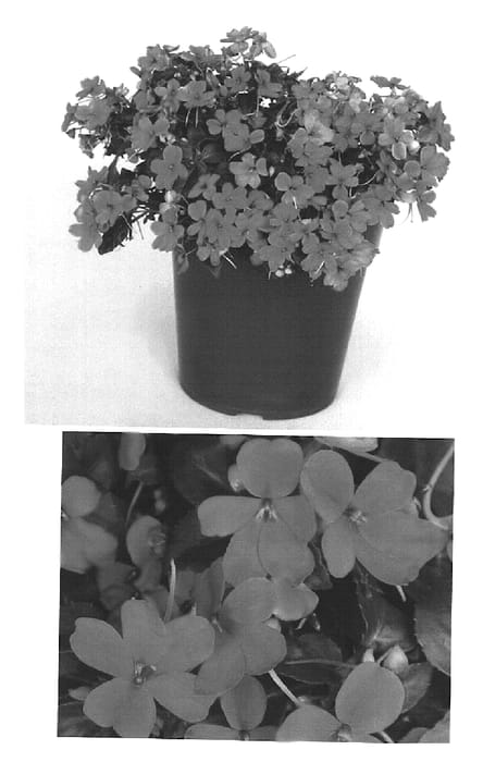 Figure 1 of US plant patent PP15198, the photograph of Bodlizvio printed in the patent.