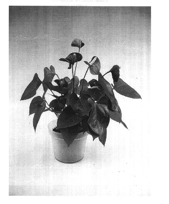 Figure 1 of US plant patent PP15199, the photograph of Anthbnena printed in the patent.