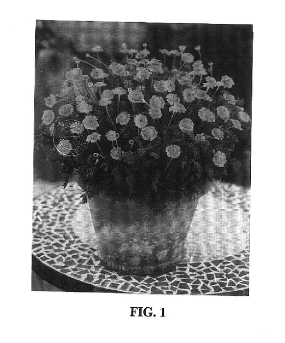 Figure 1 of US plant patent PP15200, the photograph of Charme printed in the patent.