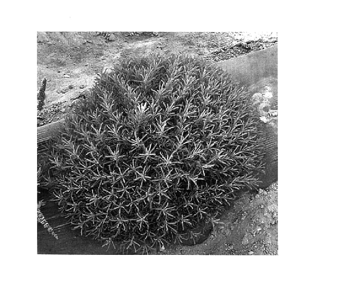 Figure 1 of US plant patent PP15201, the photograph of Sant101 printed in the patent.
