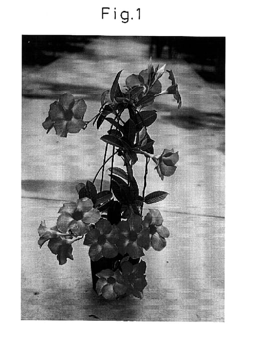 Figure 1 of US plant patent PP15202, the photograph of Sunmandecos printed in the patent.