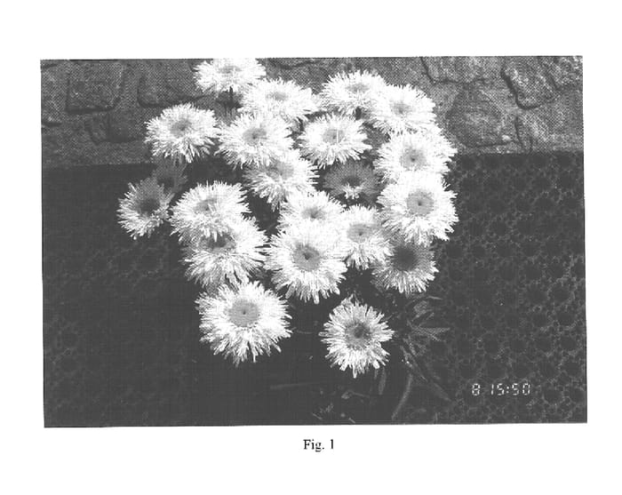 Figure 1 of US plant patent PP15204, the photograph of Leukal 01 printed in the patent.
