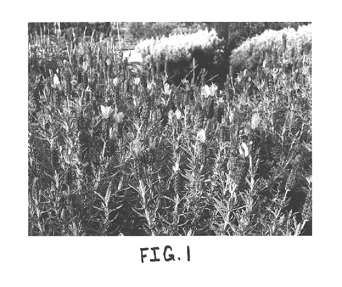 Figure 1 of US plant patent PP15205, the photograph of Lavsts 11 printed in the patent.