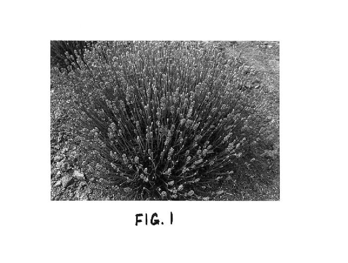 Figure 1 of US plant patent PP15206, the photograph of Lavang 38 printed in the patent.