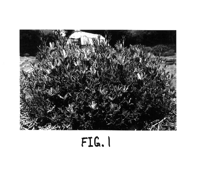 Figure 1 of US plant patent PP15207, the photograph of Lavsts 154 printed in the patent.
