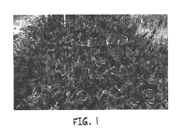 Figure 1 of US plant patent PP15208, the photograph of Lavsts 08 printed in the patent.