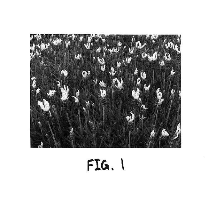 Figure 1 of US plant patent PP15209, the photograph of Lavsts 15 printed in the patent.