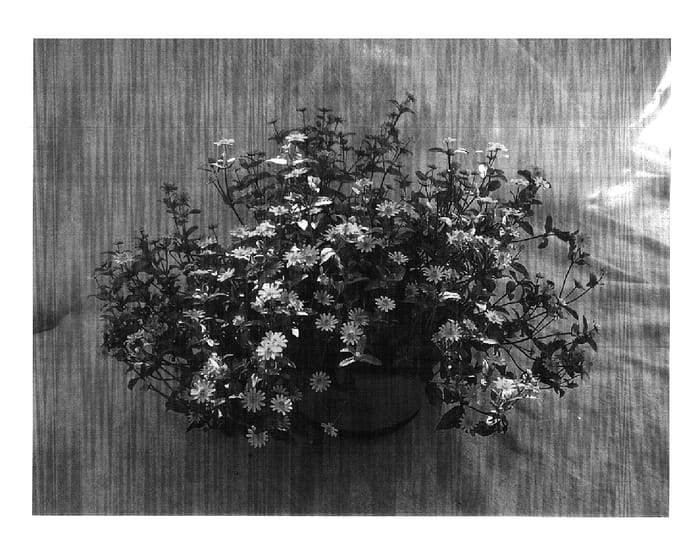 Figure 1 of US plant patent PP15210, the photograph of Santasol printed in the patent.