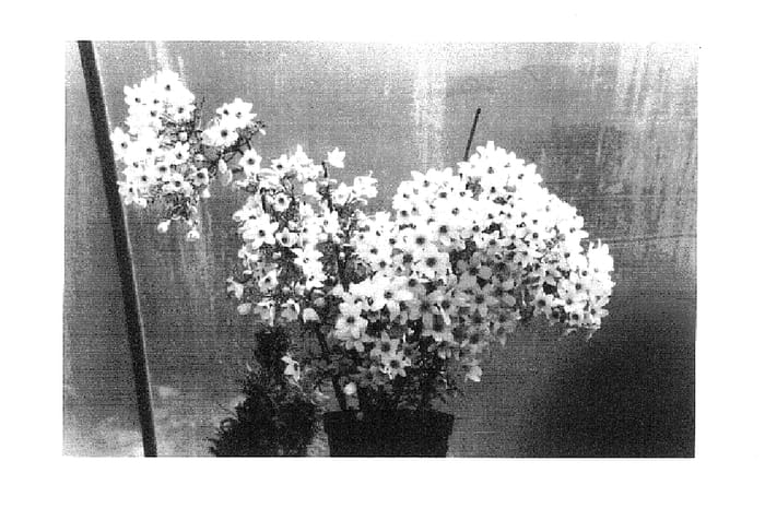 Figure 1 of US plant patent PP15211, the photograph of White Abundance printed in the patent.