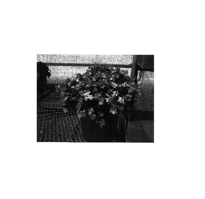 Figure 1 of US plant patent PP15212, the photograph of Balpixpico printed in the patent.