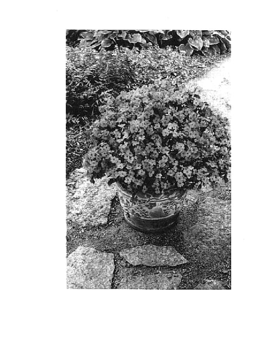 Figure 1 of US plant patent PP15213, the photograph of Balpixropi printed in the patent.
