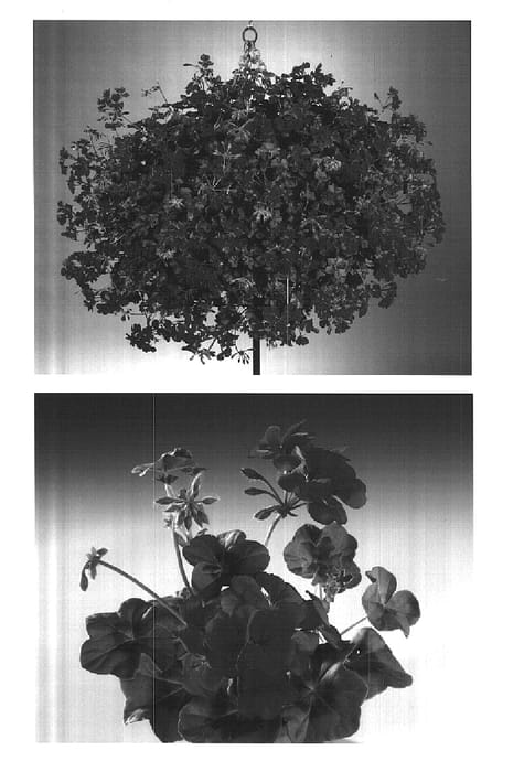 Figure 1 of US plant patent PP15214, the photograph of Fisblipur printed in the patent.