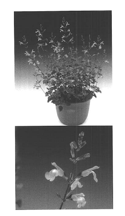 Figure 1 of US plant patent PP15215, the photograph of Sunsarupin printed in the patent.